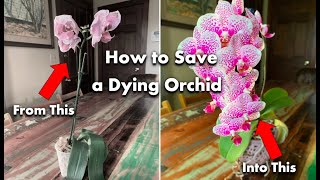 How to Save a Dying Orchid [upl. by Stacia206]