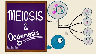 Meiosis  Oogenesis  Gametogenesis  Human Embryology  Reproductive Physiology [upl. by Gean]