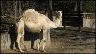 Dromedary Camel Camelus dromedarius [upl. by Akcirre218]