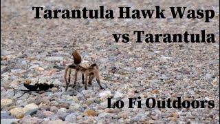 Tarantula Hawk Wasp  Pepsis  vs Tarantula [upl. by Fillender]