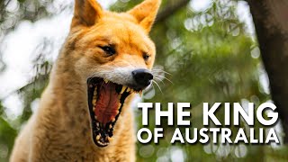 Dingo The King of Australia [upl. by Erroll]