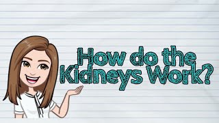 SCIENCE How do the Kidneys Work  iQuestionPH [upl. by Nagel554]