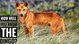 Dingo  Description Characteristics and Facts [upl. by Eetsud]