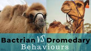 Bactrian Vs Dromedary Camel Behaviours [upl. by Fulviah]