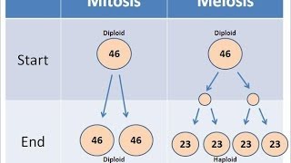 Mitosis vs Meiosis [upl. by Etteiluj]