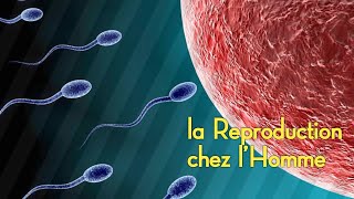 Comprendre SVT La Reproduction chez lHomme Partie2 [upl. by Nessnaj]