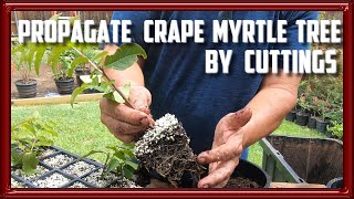 Propagate Crape Myrtle Trees by Cuttings [upl. by Haseefan]