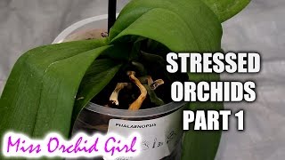 Rejuvenating stressed Orchids Part 1  Limp leathery leaves [upl. by Gypsie]