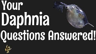 Daphnia Questions Answered [upl. by Htinek749]