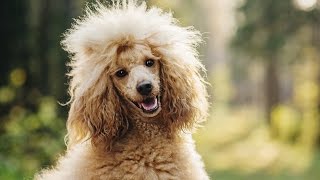 POODLE BARKING  POODLE HOWLING AND BARKING COMPILATION 2016 [upl. by Lael291]