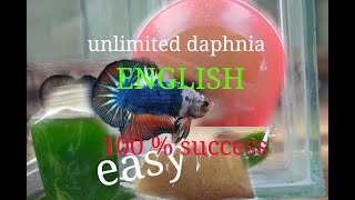 daphnia moina culture Easy way Unlimited production English  with sub Green water Chlorella [upl. by Aicilf]