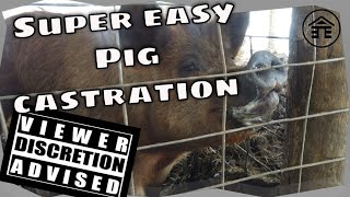 How to castrate pigs the easy way [upl. by Aicilet381]