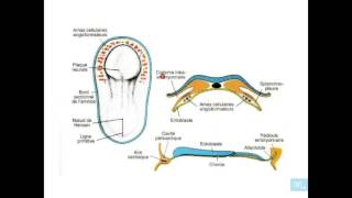 embryologie de lappareil cardio vasculaire partie 1 [upl. by Atnuhs]