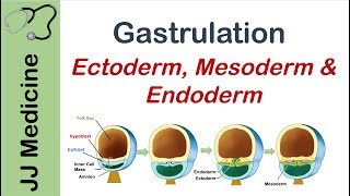 Gastrulation  Formation of Germ Layers  Ectoderm Mesoderm and Endoderm [upl. by Harutak]