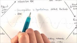 A2 Biology  Osmoregulation OCR A Chapter 156 [upl. by Atiuqad168]