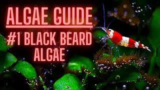 AQUARIUM ALGAE GUIDE Ep 1 Black Beard Algae  How to KILL BBA [upl. by Zandt]