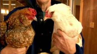 Understanding Chickens amp Eggs  The Difference Between Hens amp Roosters [upl. by Nnahaid]