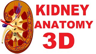 Kidney Anatomy DETAILED Renal Nephron Urinary System [upl. by Serles674]