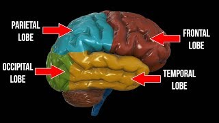 Frontal Lobe Parietal Lobe Occipital Lobe OH MY [upl. by Ahrat44]