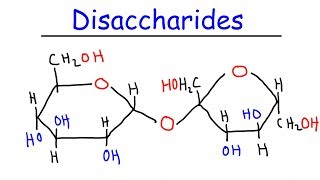 Disaccharides  Sucrose Maltose Lactose  Carbohydrates [upl. by Alimhaj]