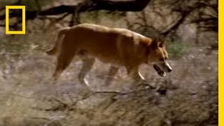 Kangaroo vs Dingo  National Geographic [upl. by Theran534]