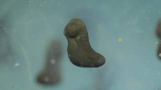 Tadpole Development Time Lapse [upl. by Phi]