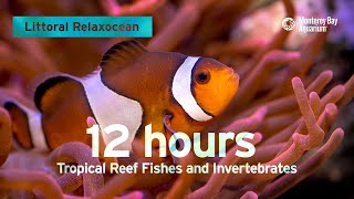 12 Hours Of Tropical Coral Reef Fishes At Monterey Bay Aquarium  Littoral Relaxocean [upl. by Neraa]