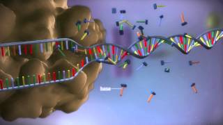 From DNA to protein  3D [upl. by Elianore]