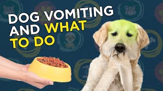 Dog Vomiting and What to Do [upl. by Lilhak885]