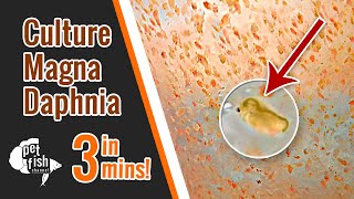 How to culture DAPHNIA MAGNA  The easy way [upl. by Scopp11]