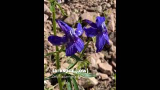 larkspur low [upl. by Boykins]