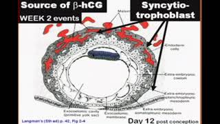 What is Hematology [upl. by Olyhs75]