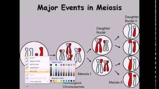 9 Meiosis cell division phases [upl. by Inaleon]