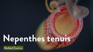 Nepenthes tenuis [upl. by Auqinot]