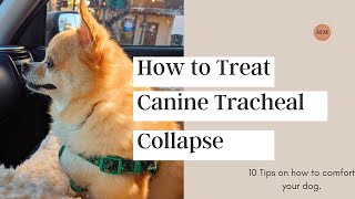 Treating Canine Collapsed Trachea [upl. by Iborian927]