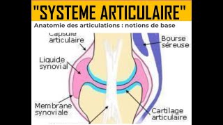 LE SYSTÈME ARTICULAIRE [upl. by Bostow80]