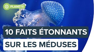 10 choses étonnantes sur les méduses  Futura [upl. by Nnaeirual]