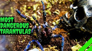 Top 10 Most DANGEROUS Tarantulas [upl. by Audley]