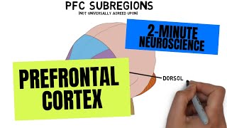 2Minute Neuroscience Prefrontal Cortex [upl. by Araht]