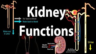 Kidney Homeostatic Functions Animation [upl. by Purdum298]