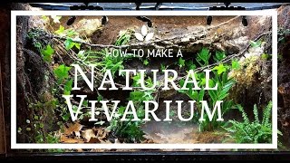 How to build a Natural Vivarium From Scratch [upl. by Hcelemile]