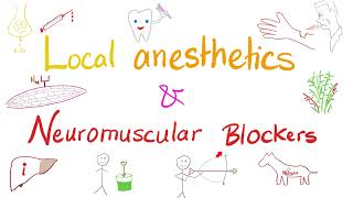 Local Anesthetics and Neuromuscular Blockers  Anesthesiology [upl. by Macmullin28]