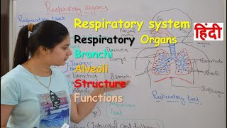 Respiratory system anatomy amp physiology in hindi  Organs  structure  functions [upl. by Ladnyc765]