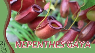 Quick Guide to NEPENTHES GAYA quotPitcher Plantquot [upl. by Sarette426]