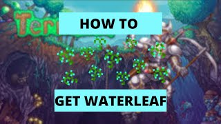 HOW TO GET WATERLEAF IN TERRARIA 14 [upl. by Trace]