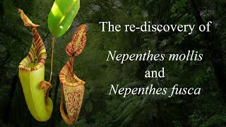 The rediscovery of Nepenthes mollis and Nepenthes fusca [upl. by Dnomhcir]