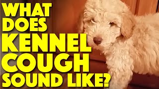 What does Kennel Cough sound like [upl. by Salas]