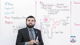 Class 10  Biology  Chapter 11  Lecture 3 Nephron amp Function of Kidney  Allied Schools [upl. by Eki]