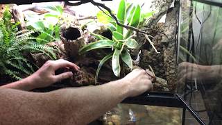 How to create a Bioactive Paludarium terrarium featuring SuperGrow as new way to landscape [upl. by Leilamag]