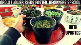 How To Grow Flower Seeds Faster BEGINNERS SPECIAL [upl. by Ayikin419]